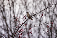 Turdus_viscivorus_2021_1104_1433