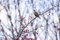 Turdus_viscivorus_2021_1104_1444
