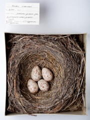 eggs_museum_Turdus_viscivorus201010011530