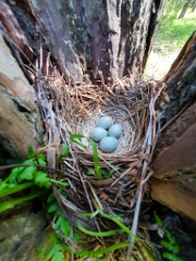nest200530-1_Turdus_viscivorus_2020_0530_1039-2