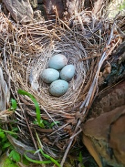 nest200530-1_Turdus_viscivorus_2020_0530_1039