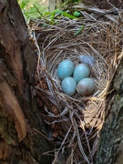 nest200530-1_Turdus_viscivorus_2020_0530_1041