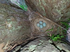 nest200530-1_Turdus_viscivorus_2020_0530_1042