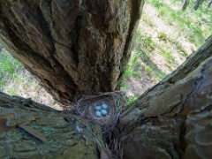 nest200530-1_Turdus_viscivorus_2020_0530_1138