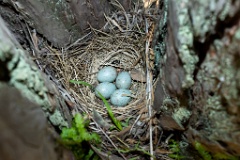 nest200530-1_Turdus_viscivorus_2020_0530_1204-2