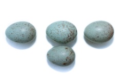 nest200530-1_Turdus_viscivorus_2020_0530_1206