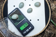 nest200530-1_Turdus_viscivorus_2020_0530_1208-4