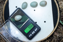 nest200530-1_Turdus_viscivorus_2020_0530_1208-5