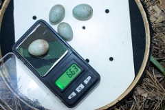 nest200530-1_Turdus_viscivorus_2020_0530_1208-6