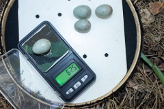 nest200530-1_Turdus_viscivorus_2020_0530_1208