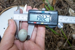 nest200530-1_Turdus_viscivorus_2020_0530_1209-4