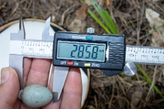 nest200530-1_Turdus_viscivorus_2020_0530_1209-5