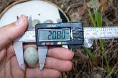 nest200530-1_Turdus_viscivorus_2020_0530_1209-6