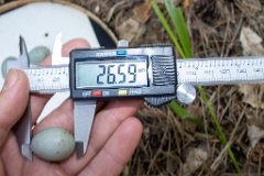 nest200530-1_Turdus_viscivorus_2020_0530_1209