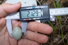 nest200530-1_Turdus_viscivorus_2020_0530_1210-4