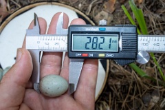 nest200530-1_Turdus_viscivorus_2020_0530_1210-5