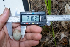 nest200530-1_Turdus_viscivorus_2020_0530_1210-6