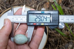 nest200530-1_Turdus_viscivorus_2020_0530_1210