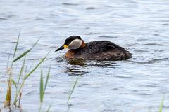 02_PODICIPEDIFORMES_PODICIPEDIDAE_Podiceps_grisegena