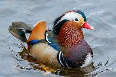 07_ANSERIFORMES_ANATIDAE_Aix_galericulata