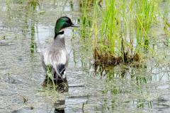 07_ANSERIFORMES_ANATIDAE_Anas_falcata