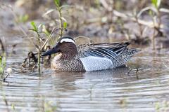 07_ANSERIFORMES_ANATIDAE_Anas_querquedula