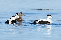 07_ANSERIFORMES_ANATIDAE_Somateria_molissima