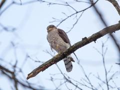 08_FALCONIFORMES_ACCIPITRIDAE_Accipiter_nisus