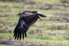 08_FALCONIFORMES_ACCIPITRIDAE_Aquila_pomarina