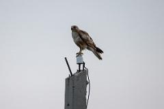 08_FALCONIFORMES_ACCIPITRIDAE_Buteo_japonicus