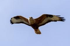 08_FALCONIFORMES_ACCIPITRIDAE_Buteo_rufinus