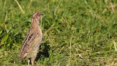 09_GALLIFORMES_PHASIANIDAE_Coturnix_coturnix