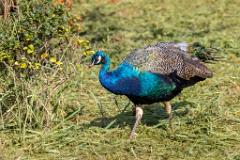 09_GALLIFORMES_PHASIANIDAE_Pavo_cristatus