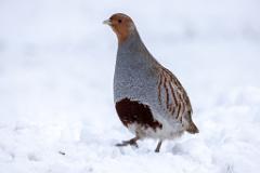 09_GALLIFORMES_PHASIANIDAE_Perdix_perdix