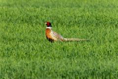 09_GALLIFORMES_PHASIANIDAE_Phasianus_colchicus