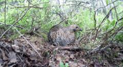 09_GALLIFORMES_TETRAONIDAE_Lyrurus_tetrix