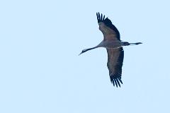 10_GRUIFORMES_GRUIDAE_Grus_grus