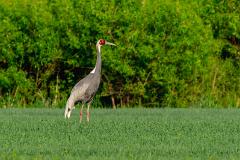 10_GRUIFORMES_GRUIDAE_Grus_vipio
