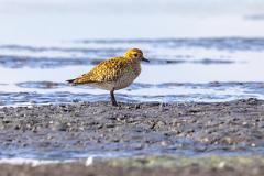 12_CHARADRIIFORMES_CHARADRIIDAE_Pluvialis_apricaria