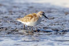12_CHARADRIIFORMES_SCOLOPACIDAE_Calidris_minuta