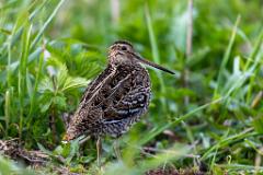 12_CHARADRIIFORMES_SCOLOPACIDAE_Gallinago_media
