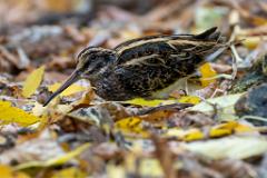 12_CHARADRIIFORMES_SCOLOPACIDAE_Lymnocryptes_minimus