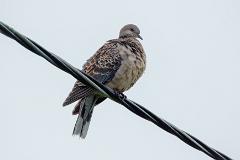 13_COLUMBIFORMES_COLUMBIDAE_Streptopelia_orientlis