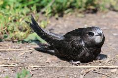 18_APODIFORMES_APODIDAE_Apus_apus