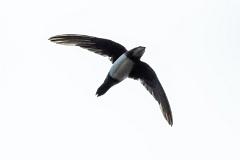 18_APODIFORMES_APODIDAE_Apus_melba