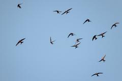 18_APODIFORMES_APODIDAE_Apus_pacificus