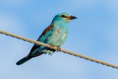 19_CORACIIFORMES_CORACIIDAE_Coracias_garrulus