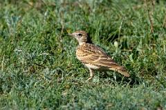21_PASSERIFORMES_ALAUDIDAE_Calandrella_cinerea