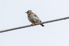 21_PASSERIFORMES_ALAUDIDAE_Lullula_arborea