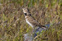 21_PASSERIFORMES_ALAUDIDAE_Melanocorypha_calandra